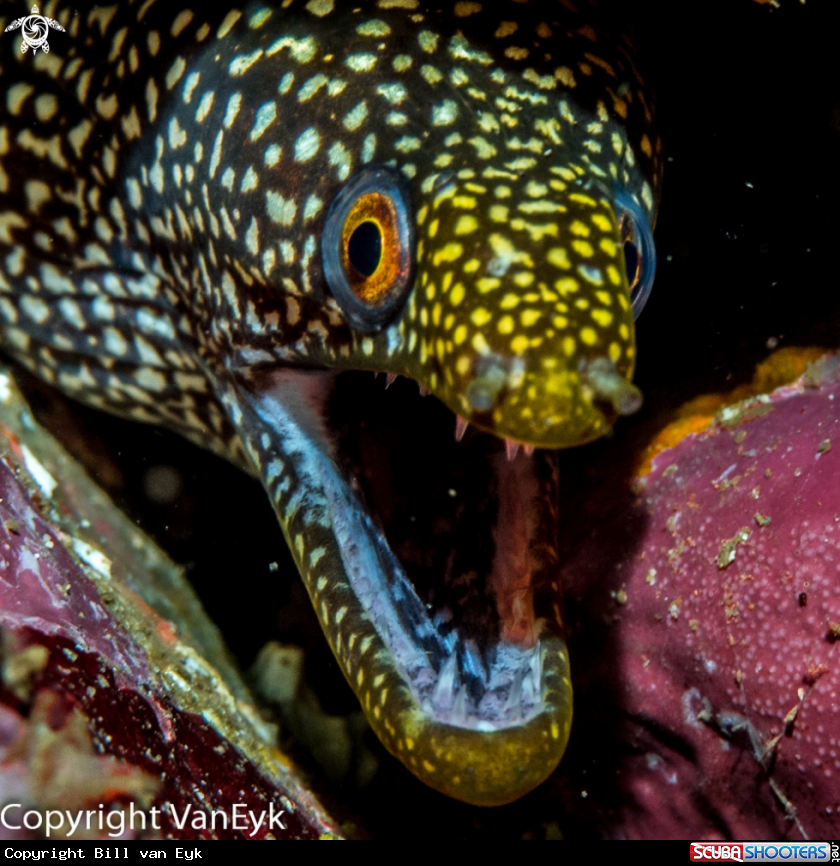 A Stout Moray