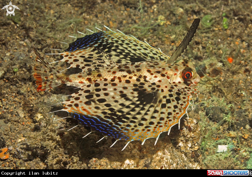 A  Oriental Sea Robin 