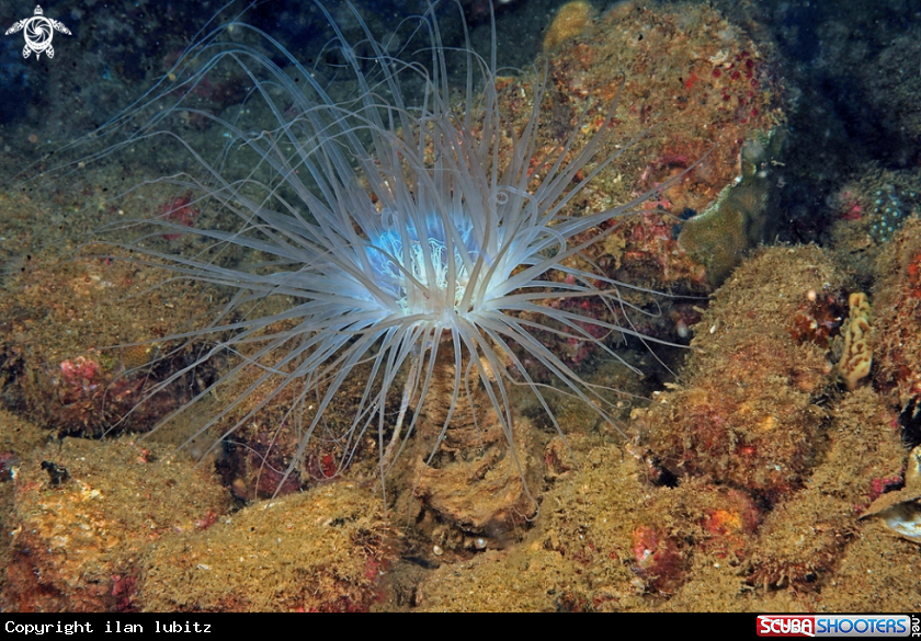 A tube anemone