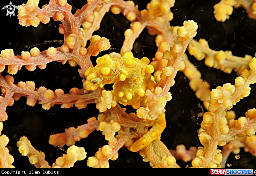 A pygmy sea horse