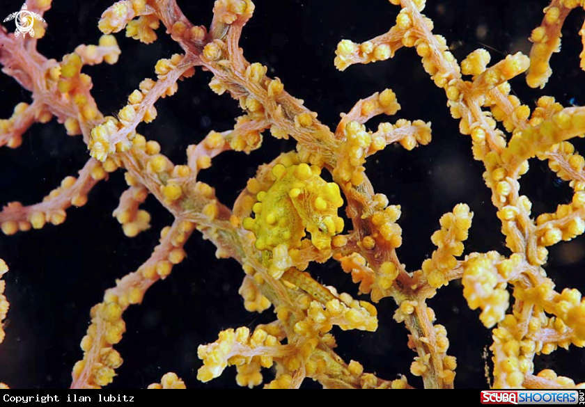 A pygmy sea horse