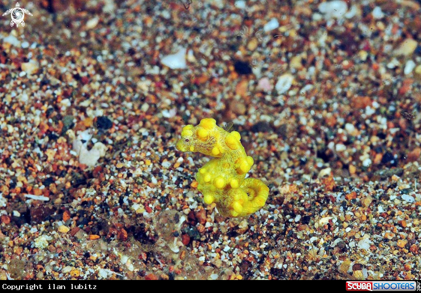 A pygmy sea horse