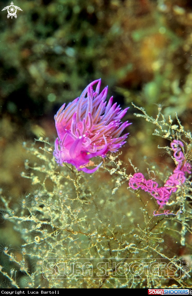 A Flabellina