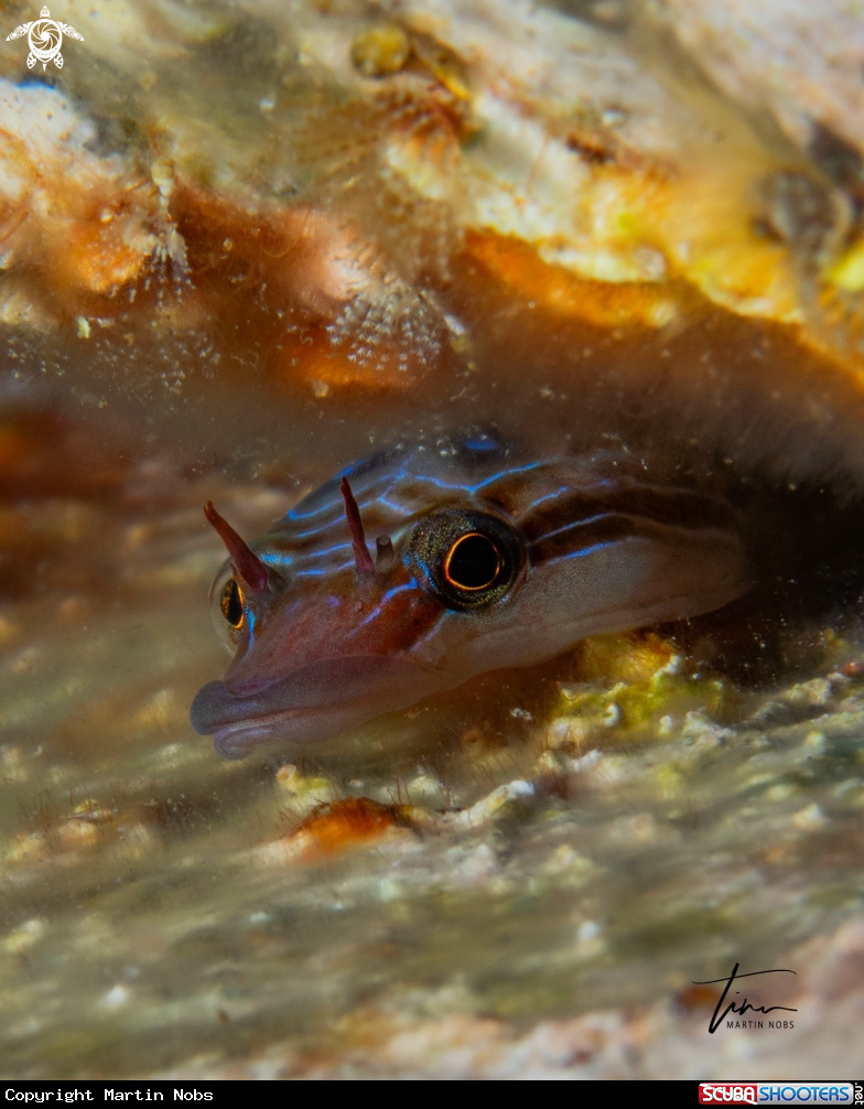 A Clingfish