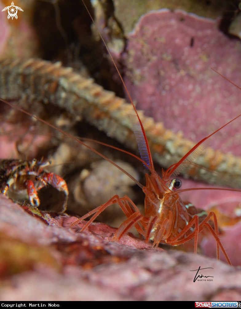 A Red Cleanershrimp