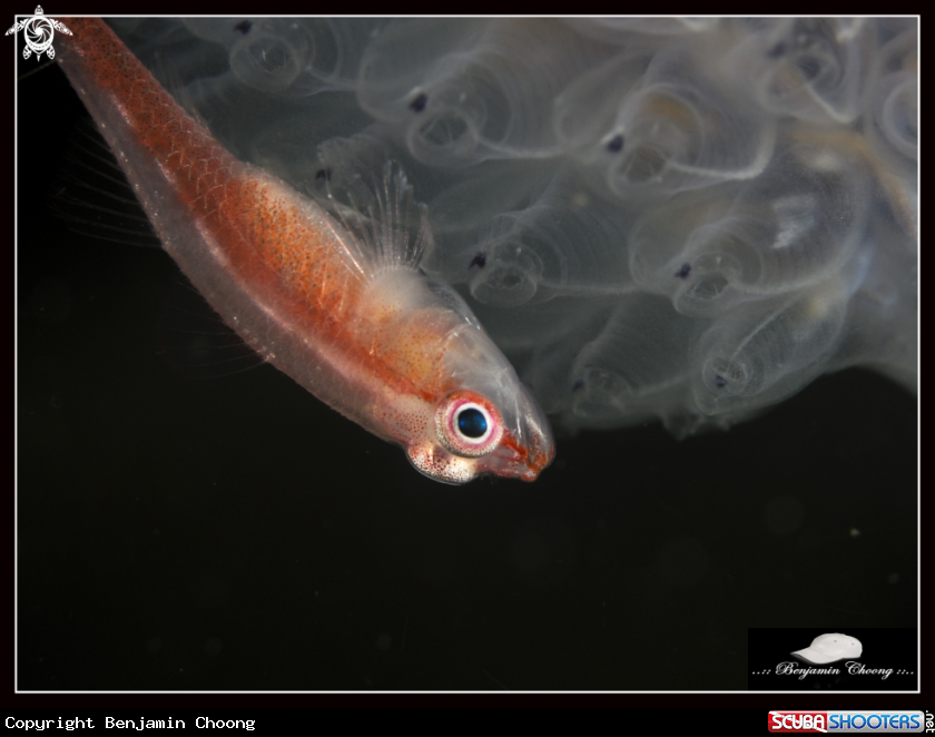 A Dwarf Goby