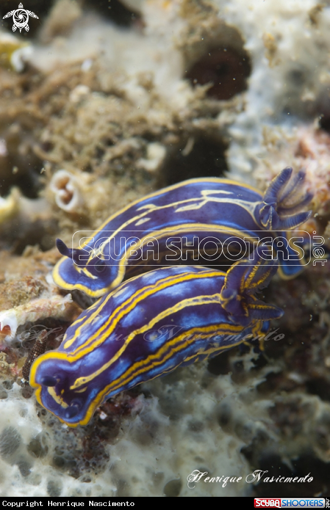 A nudibranch