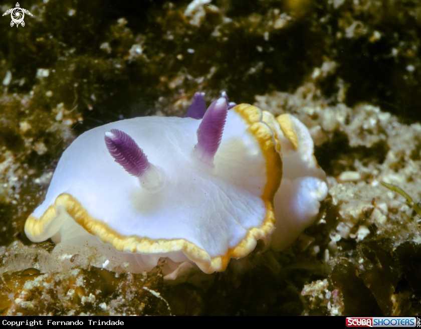 A underwater creature