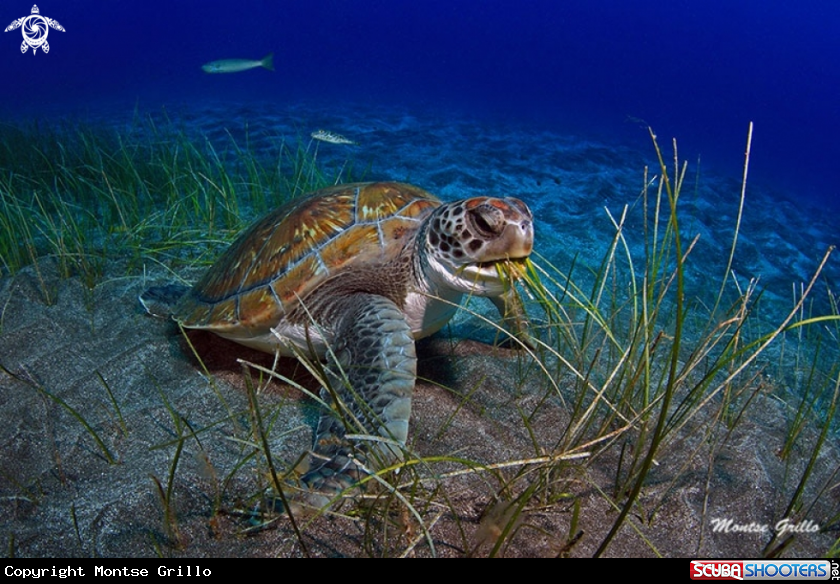 A Green turtle