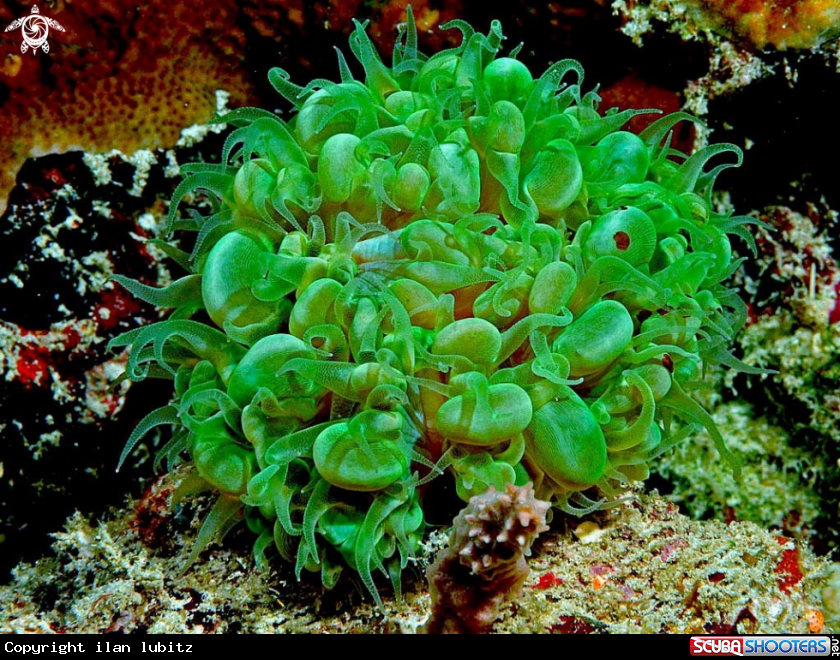 A stony coral