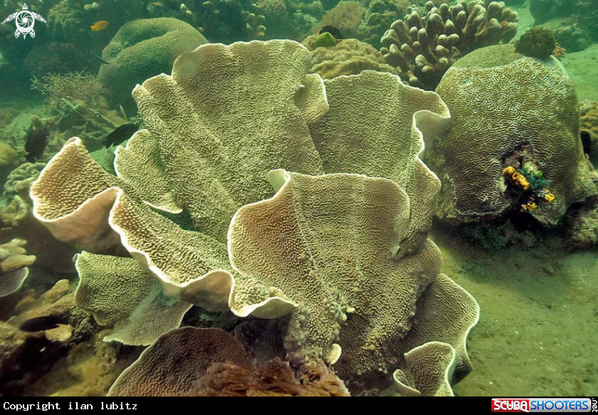 A stony coral