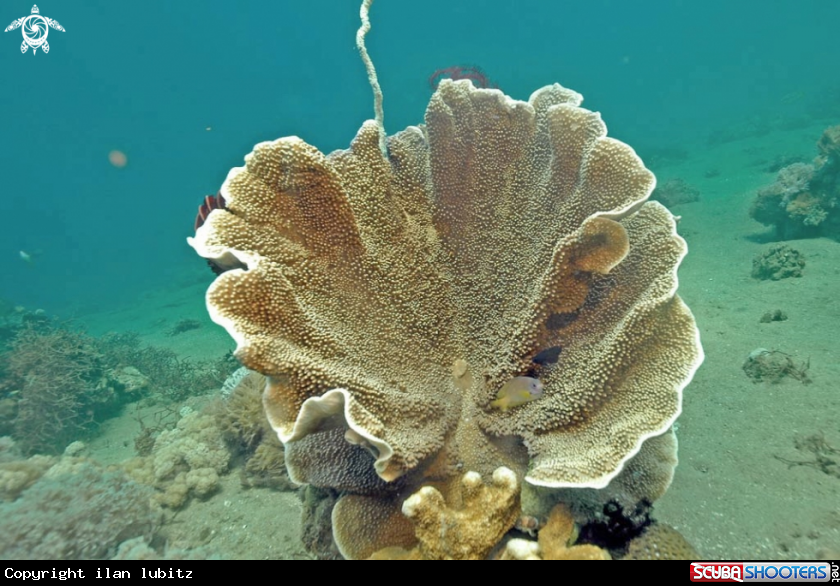 A stony coral