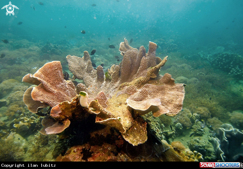 A stony coral