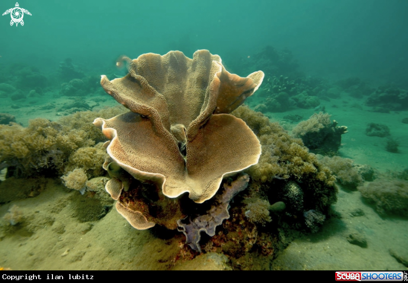 A stony coral