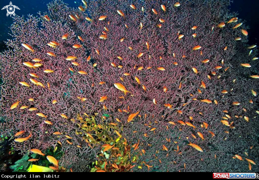 A Gorgonian coral