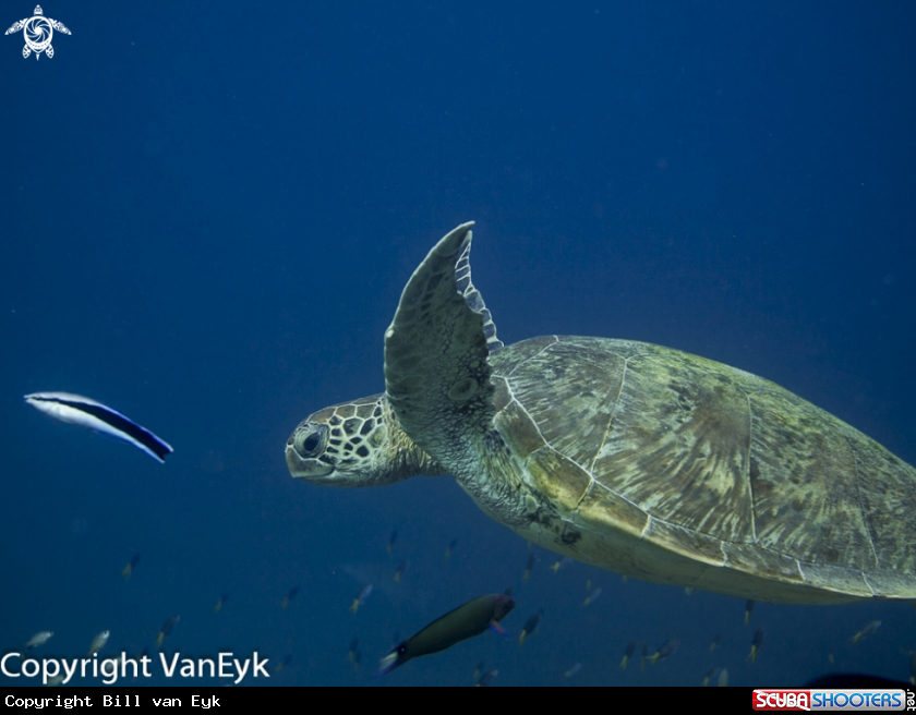 A Green sea turtle