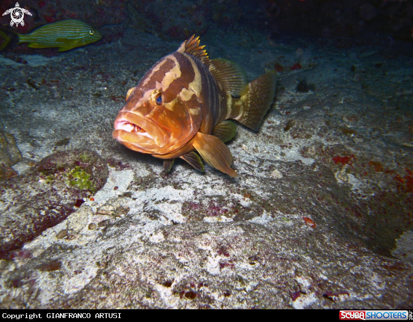 A underwater creature