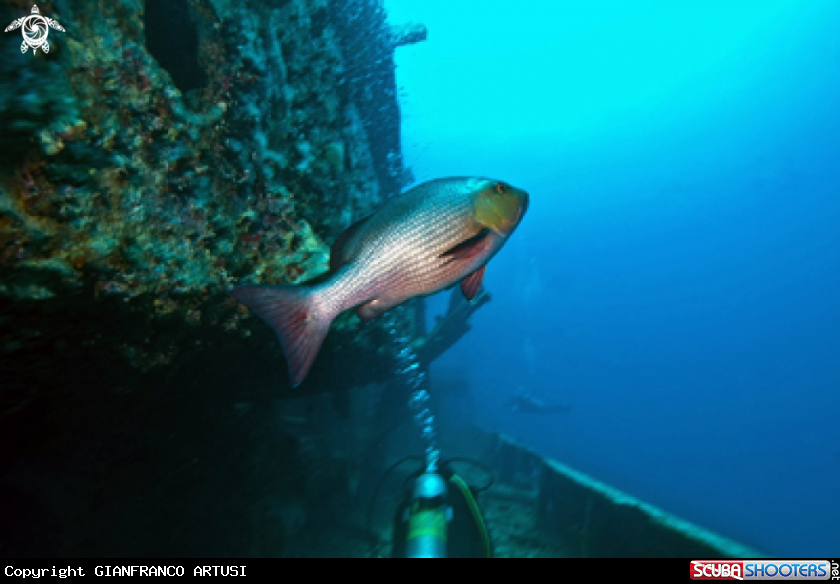 A underwater creature