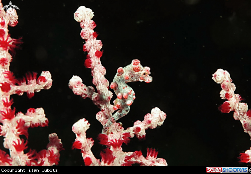 A pygmy sea horse