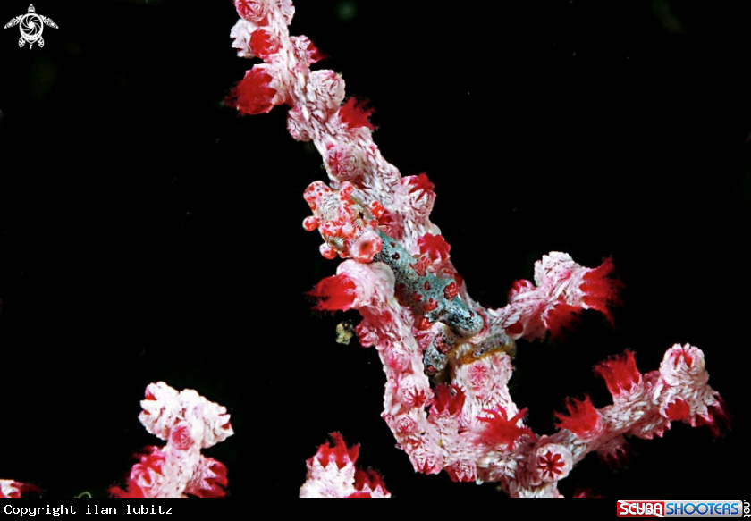 A pygmy sea horse