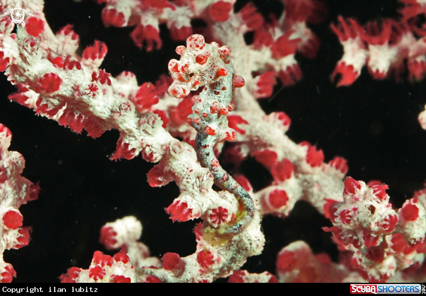 A pygmy sea horse