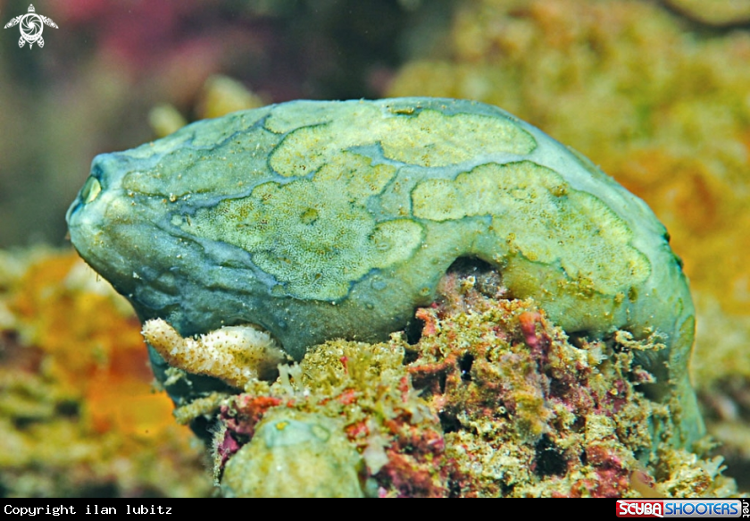 A sea cucumber