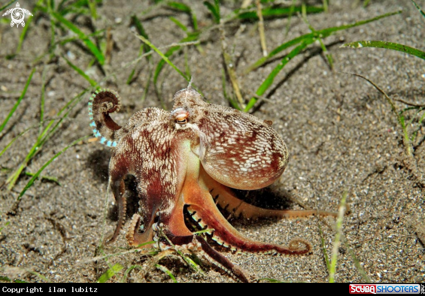 A octopus