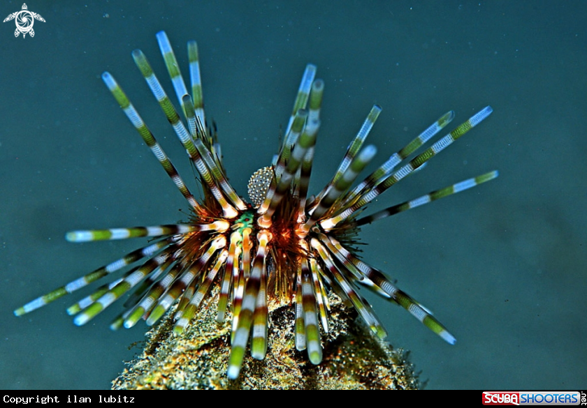 A sea urchin