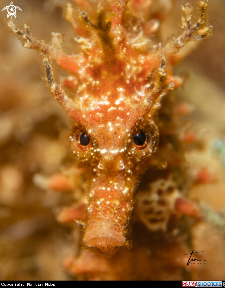 A Seahorse