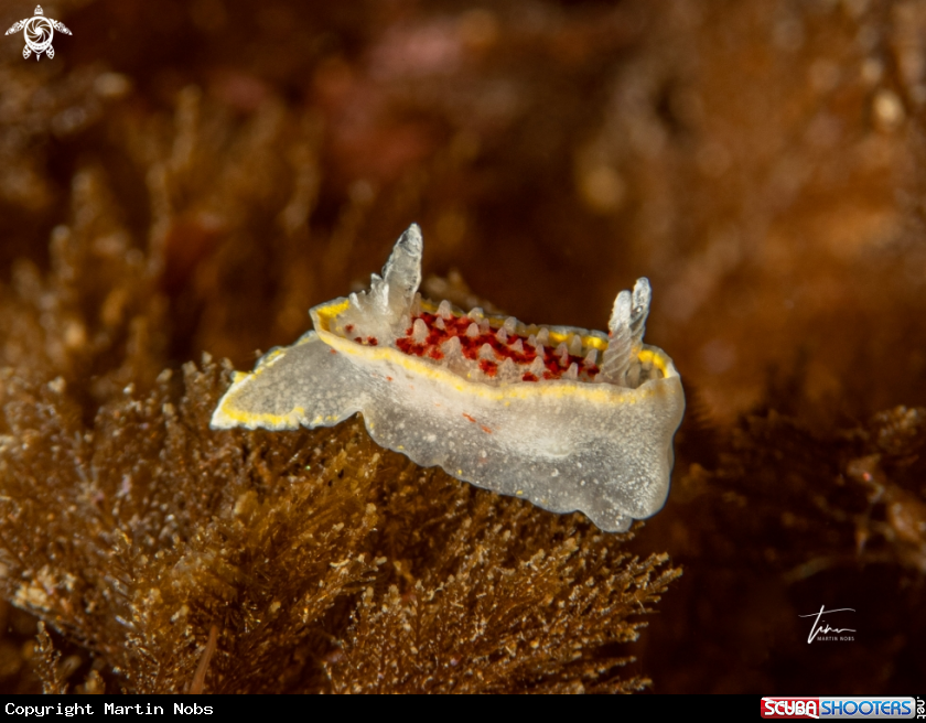 A Diaphorodoris luteocincta