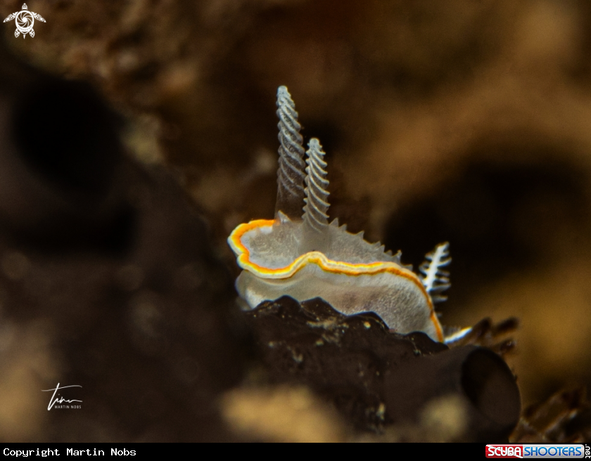 A Diaphorodoris alba