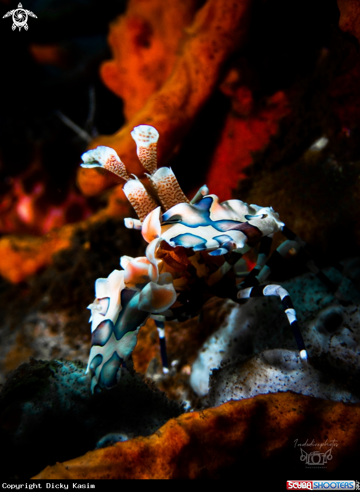 A Harlequin Shrimp