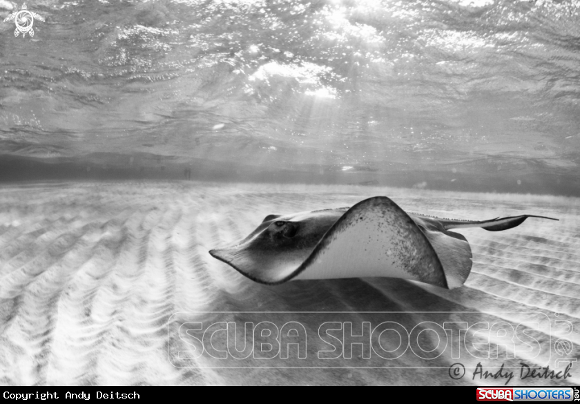 A Southern Stingray