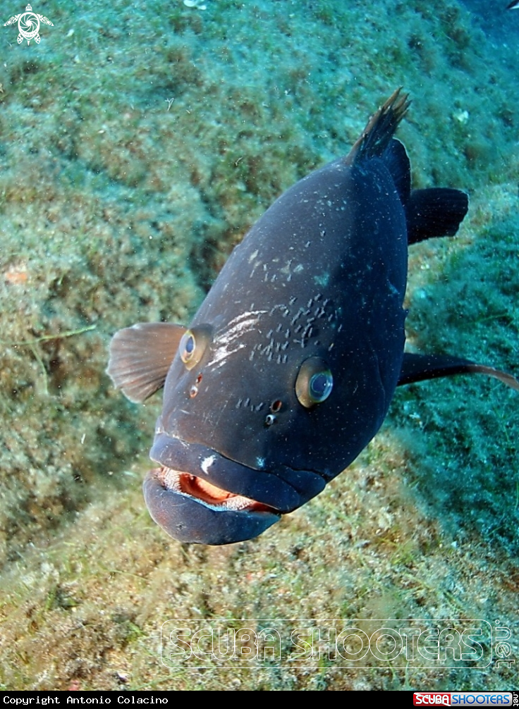 A Cernia bruna