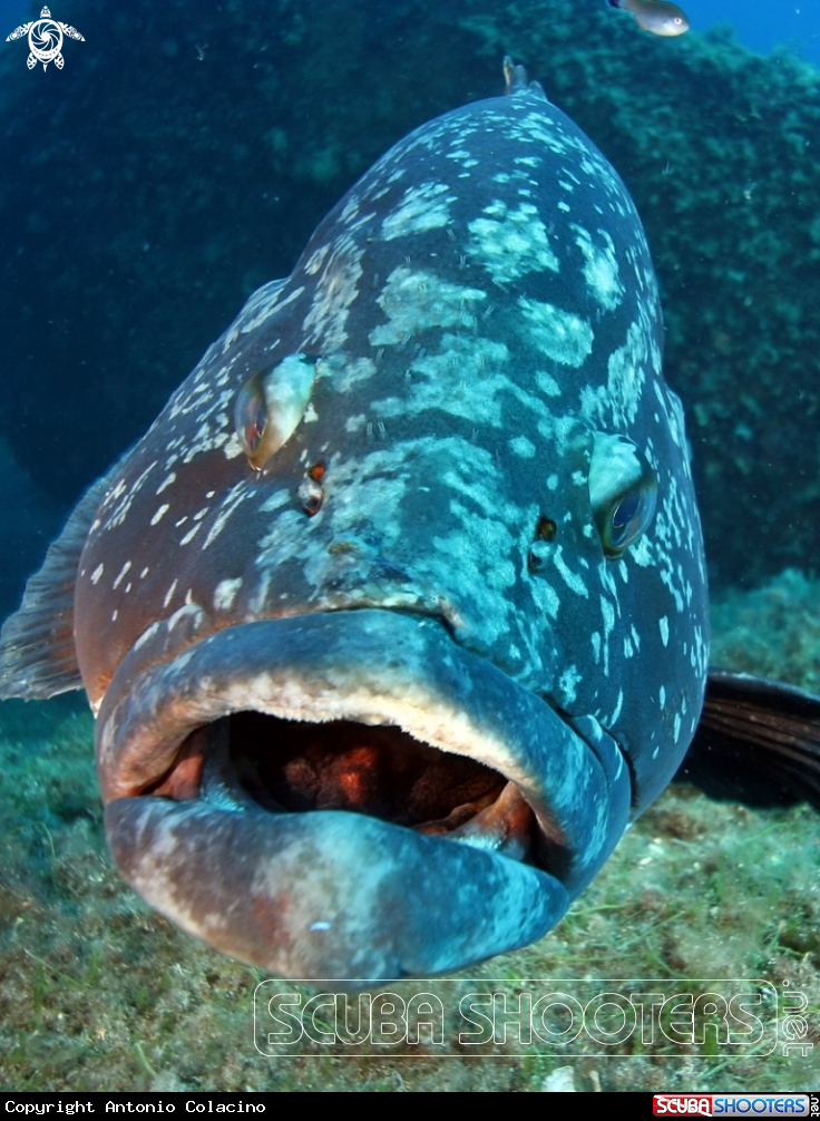 A Cernia bruna