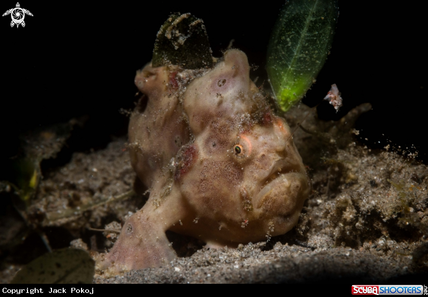 A Painted frogfish