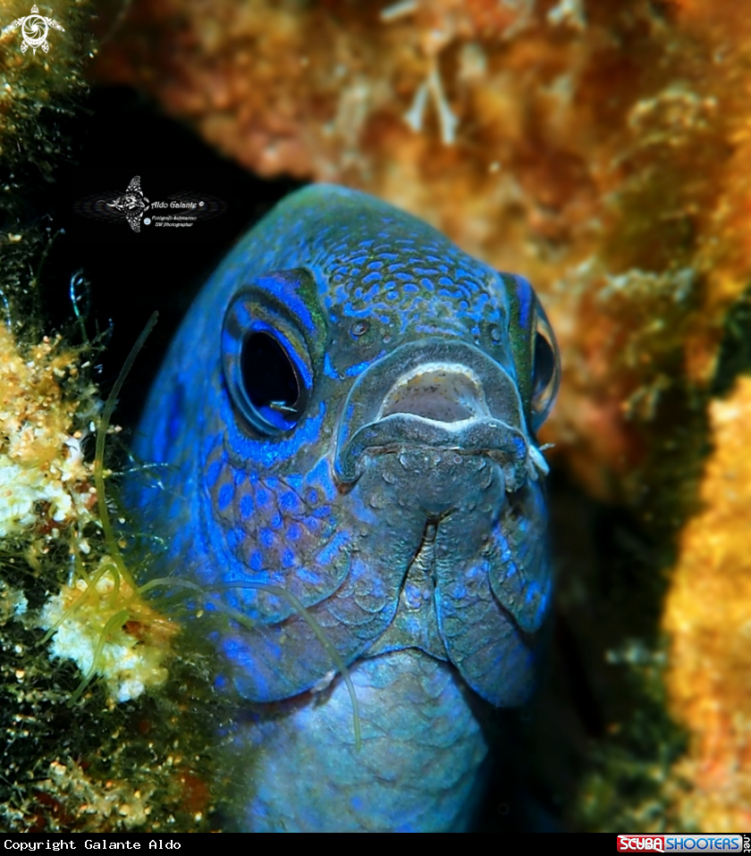 A Blue Damselfish