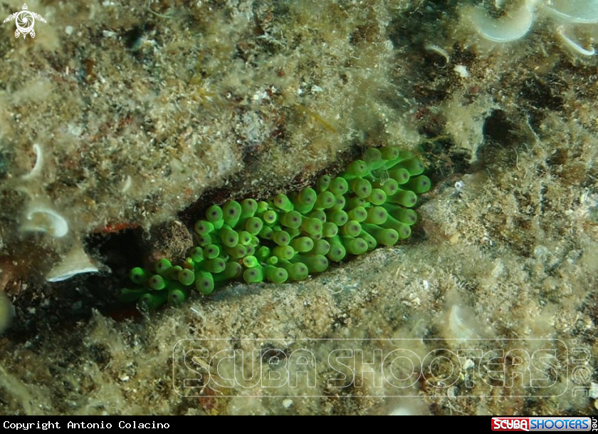 A Cnidario