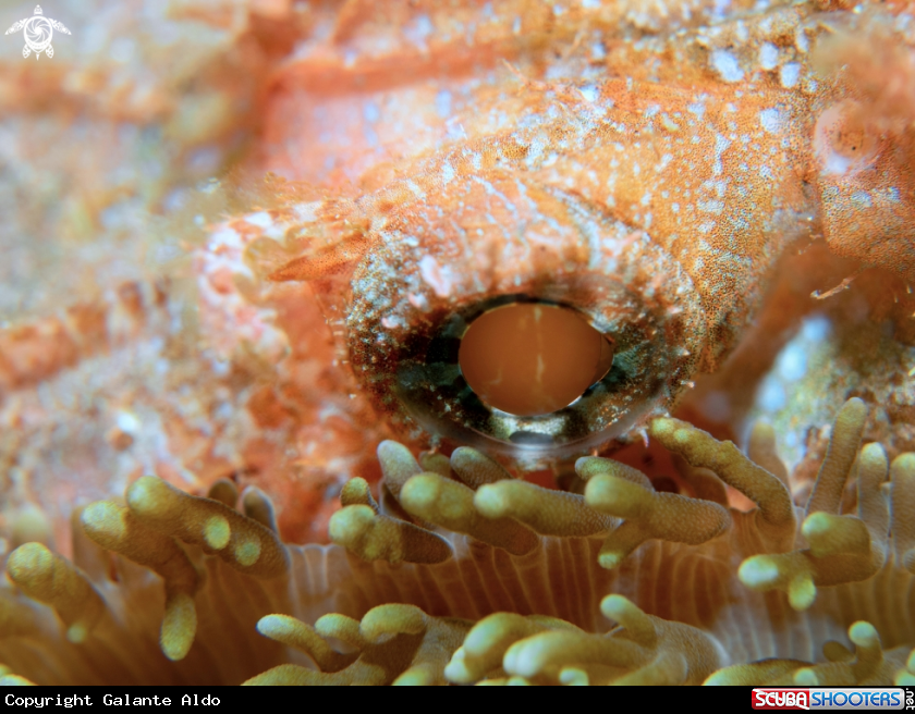 A Scorpionfish