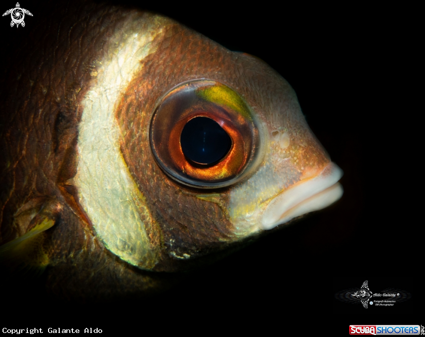 A Whitecheek Monocle Bream