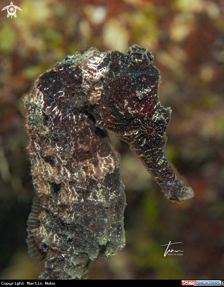 A Seahorse