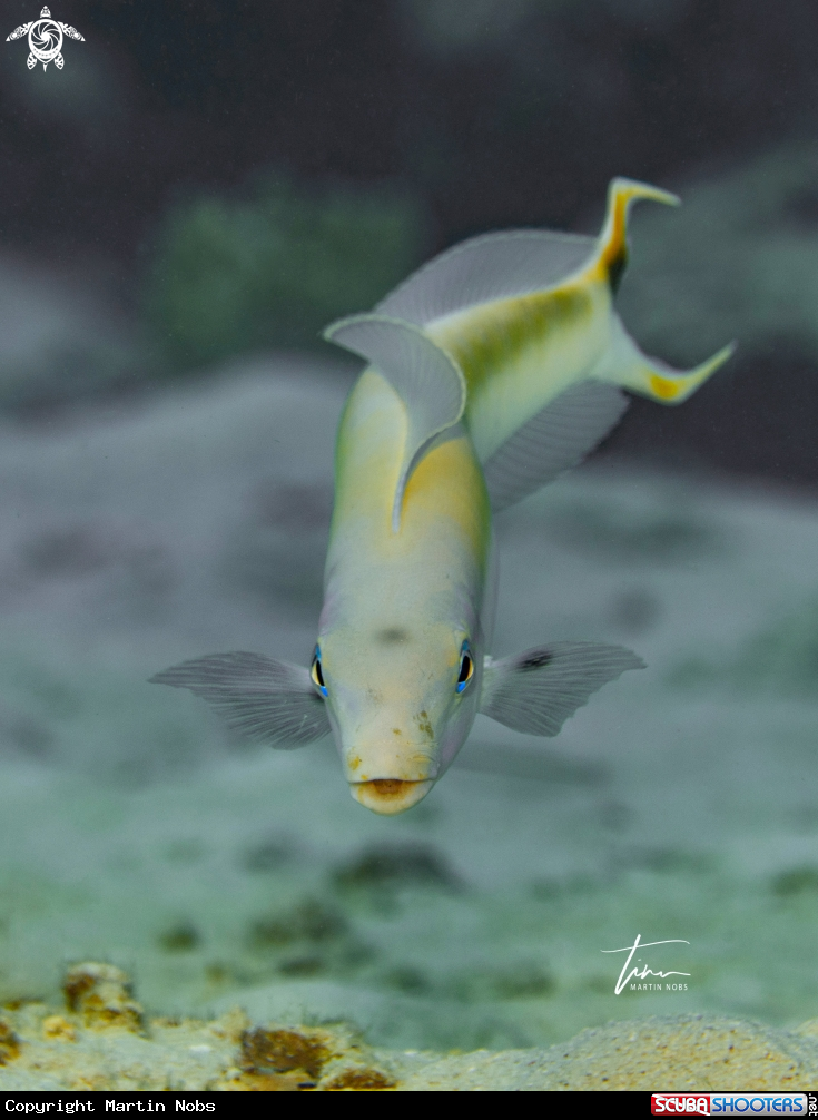 A Sand Tilefish