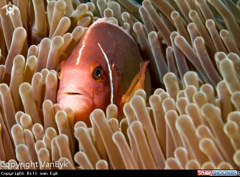 A underwater creature