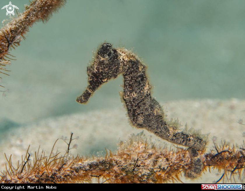 A Seahorse