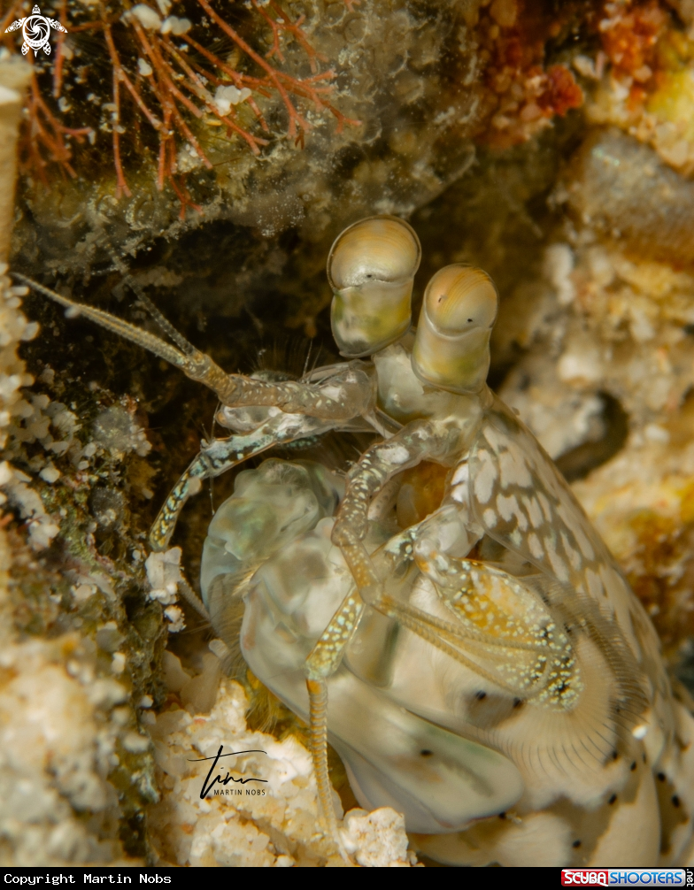 A Mantis Shrimp