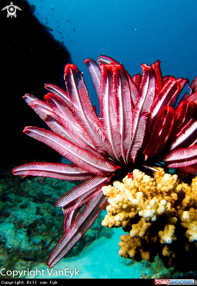 A underwater creature