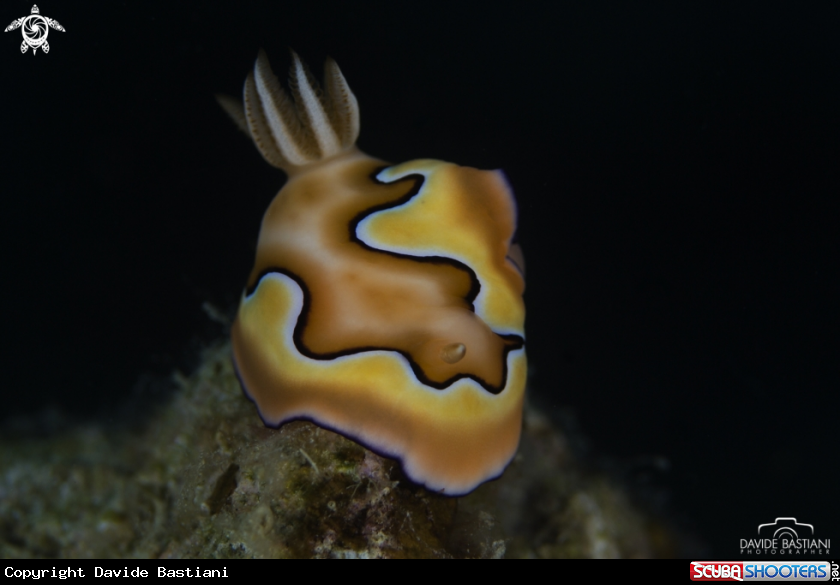 A Nudibranch