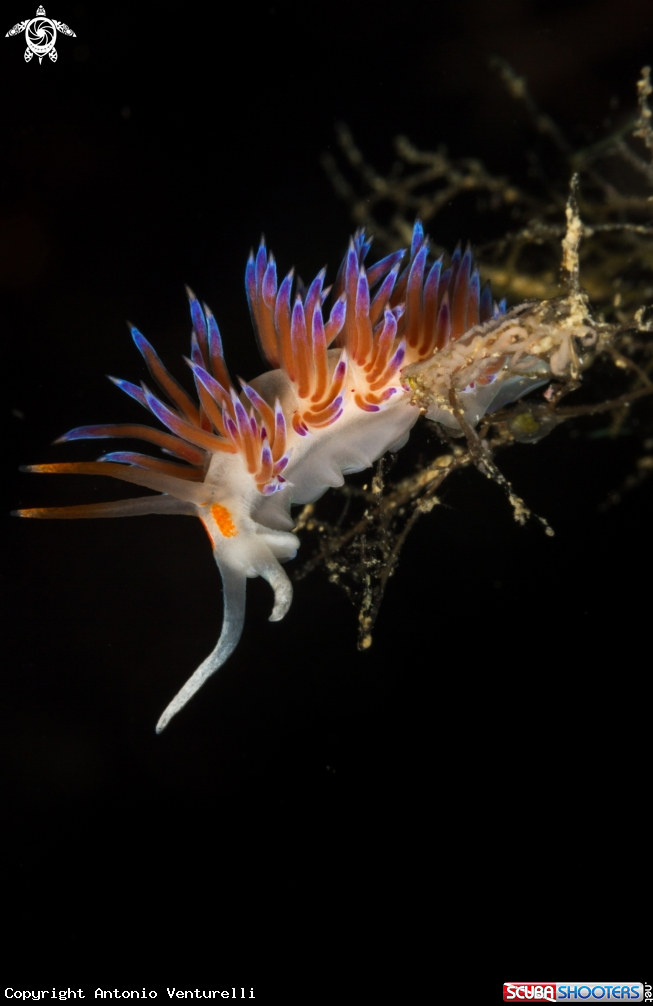 A Cratena nudibranch