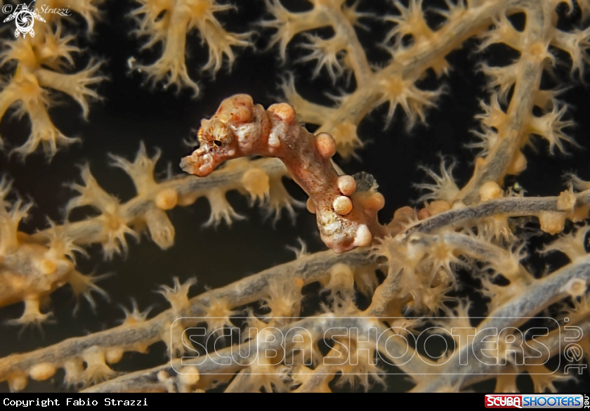 A Pigmy seahorse