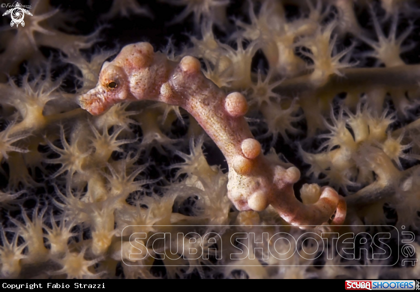 A Pigmy seahorse